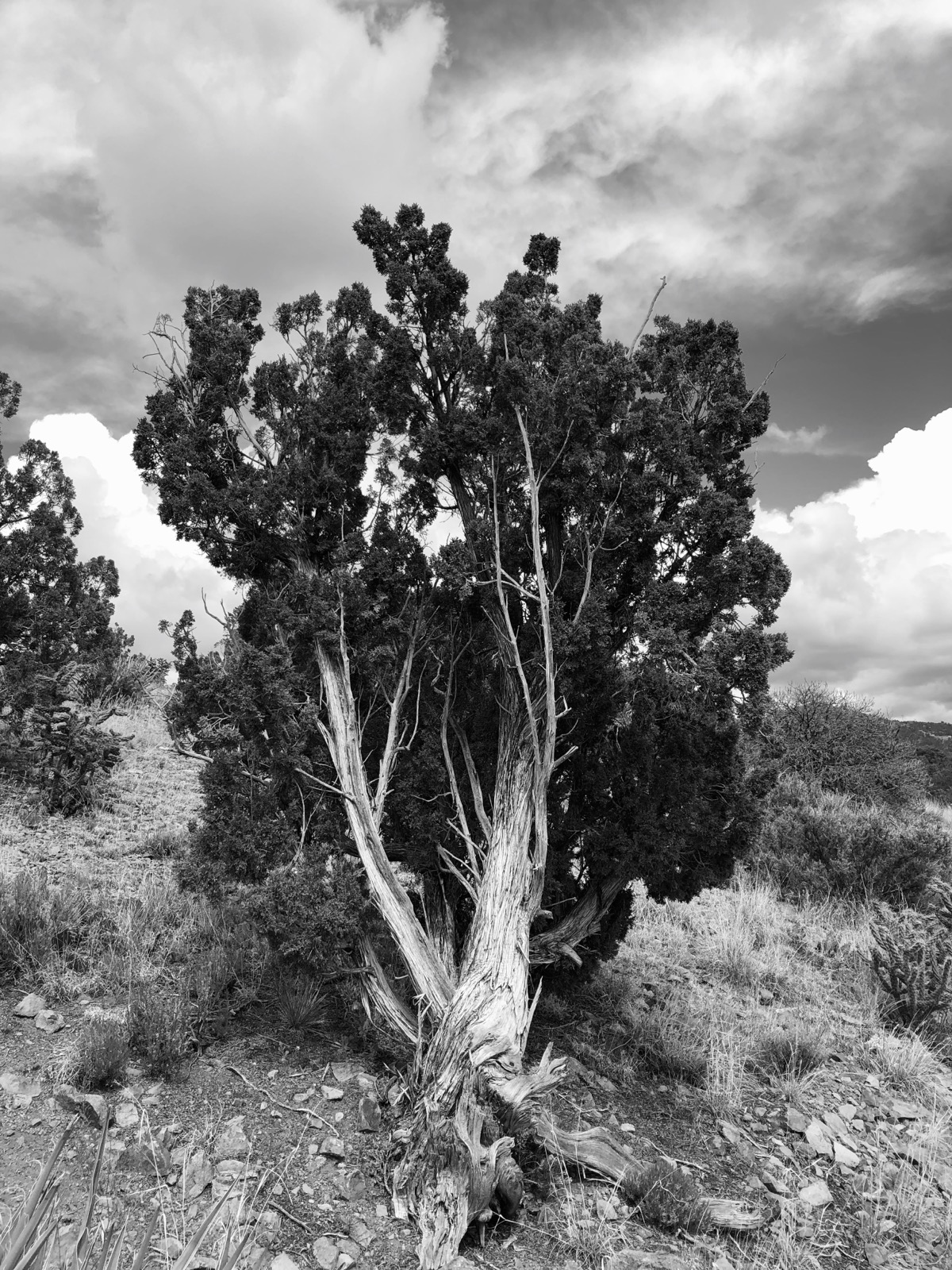 BW Tree